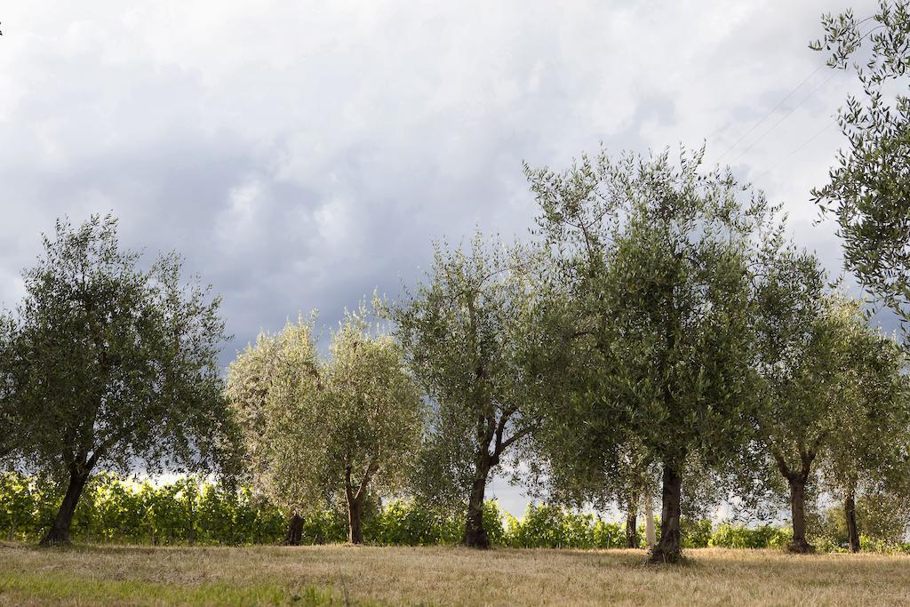 فيلا Tenuta San Filippo مونتالشينو المظهر الخارجي الصورة